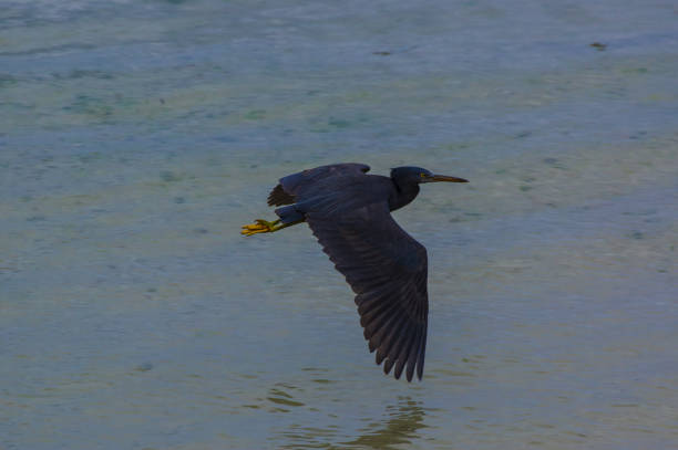 Eastern reef heron,Egretta sacra,Black Heron