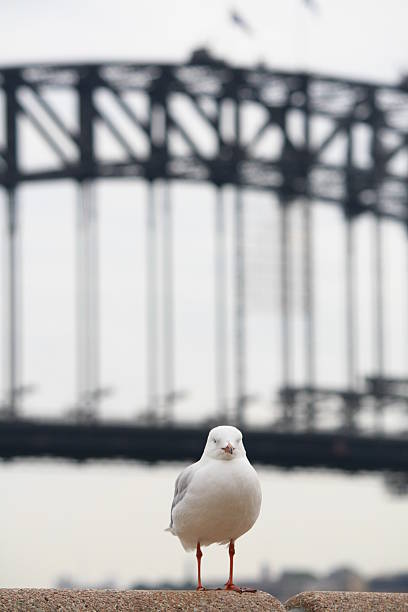 istock Lone seagull and Sydney Harbour Bridge 92173095