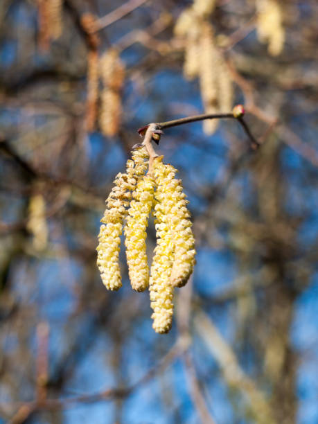 istock beautiful array of hanging catkins on bare branch tree sky in spring 921731486