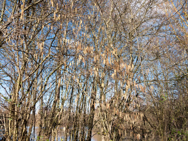 istock beautiful array of hanging catkins on bare branch tree sky in spring 921731510