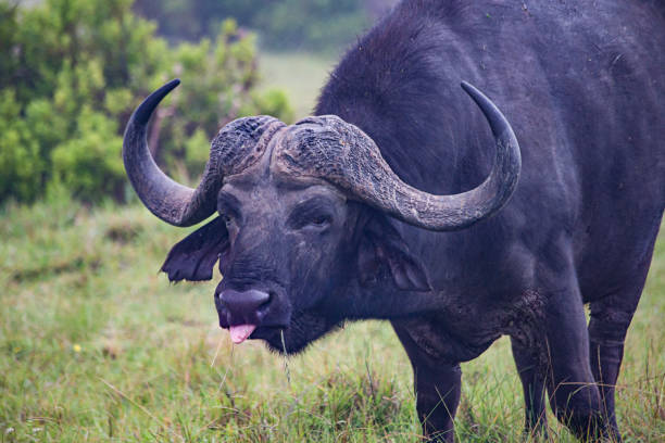 istock BUFFALO TONGUE 921732378