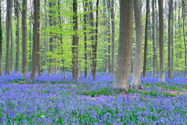 istock spring forest with many violet bell flowers 921732380