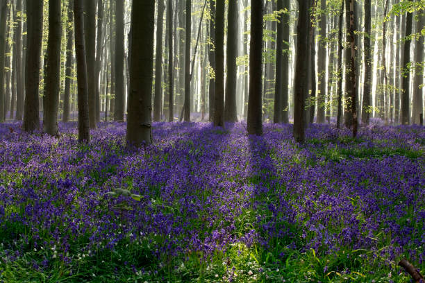 istock morning sunshine in flowering spring forest, Hallerbos 921732644