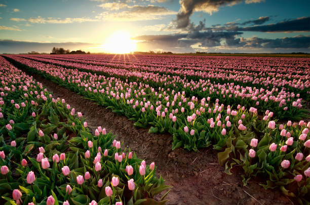 istock evening sunshine over pink tulip field, Holland 921732980