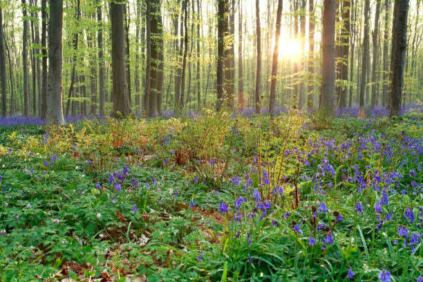 istock morning sunshine in spring blosoming forest 921733034