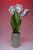 geld-blume.jpg?b=1&s=170x170&k=20&c=NmEQ0wqHchWYuh1304FLvg7gMDKK_g-_kJ_p_KCFTvo=