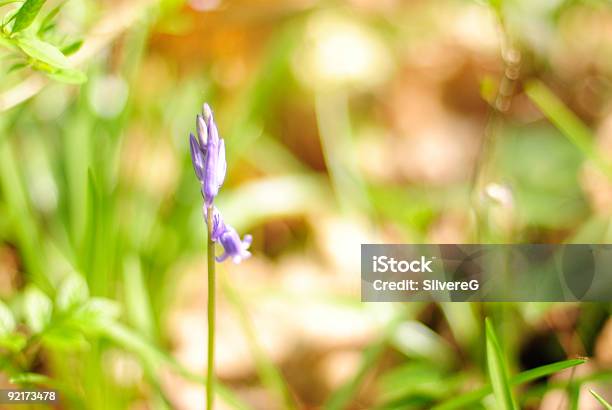 Printemp Stock Photo - Download Image Now - Color Image, Day, Flower