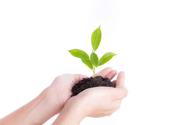 istock Hands holding seedling on white background,Ecology concept 921735930