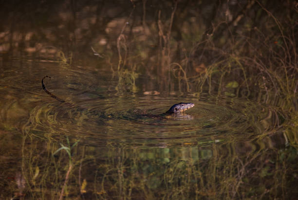 istock Thailand dragon is swimming in the river 921735964