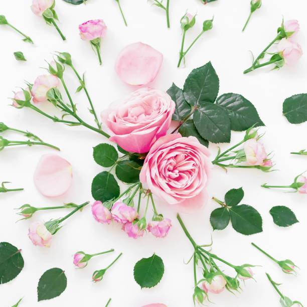 istock Stylish pattern made of pink roses, buds and leaf on white background. Flat lay, Top view. 921736024