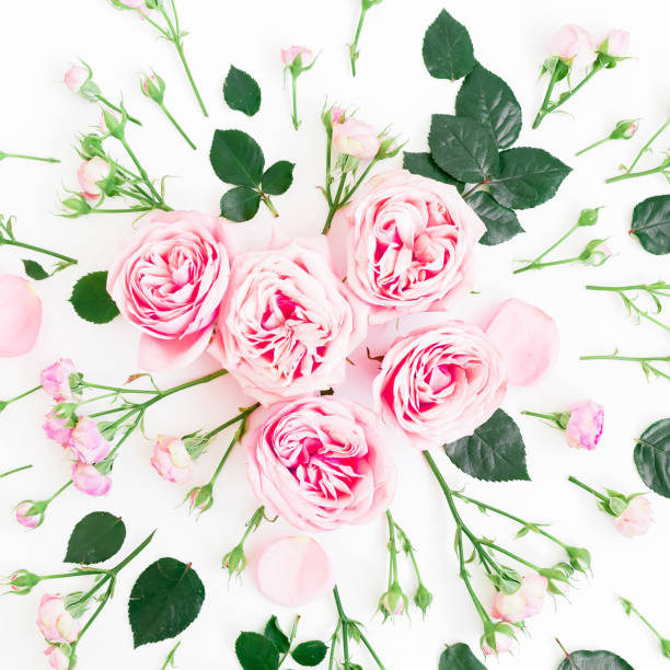 istock Floral pattern made of pink roses, buds and leaf on white background. Flat lay, Top view. 921736170