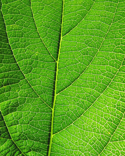 istock Close-up of green leaf 92173652