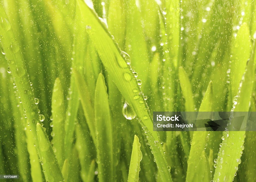 Close-up Schuss von grünem Gras mit Regen-Tropfen auf Sie - Lizenzfrei Bildhintergrund Stock-Foto