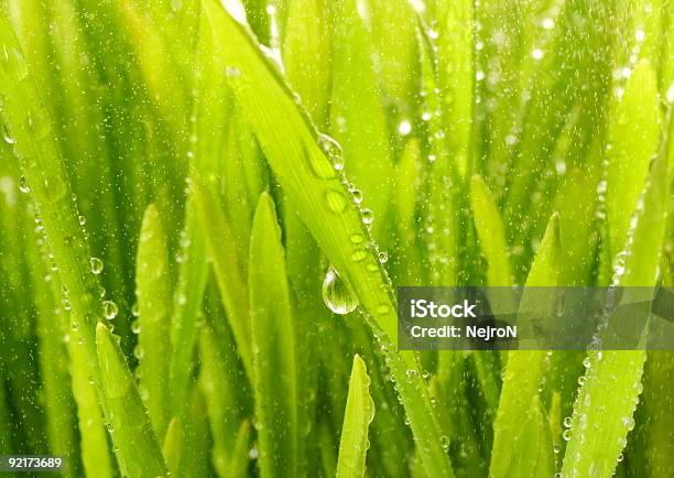 クローズアップショットの緑の芝生に雨が下がっている - しずくのストックフォトや画像を多数ご用意 - しずく, カラー画像, ガーデニング