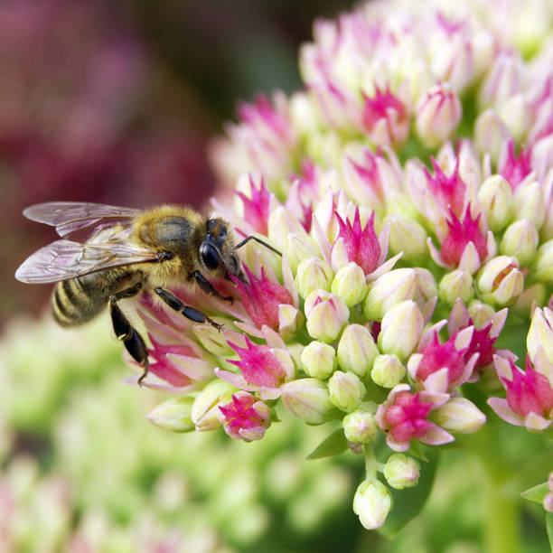 Bee on the crassula stock photo