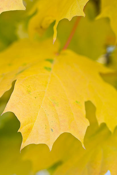 Autumn maple macro stock photo