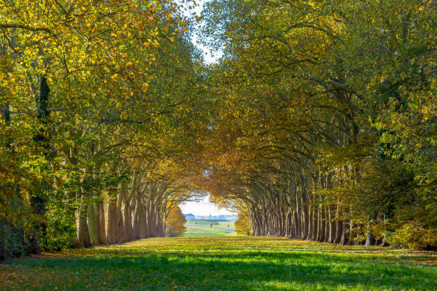 view of an alley lined with ancient trees