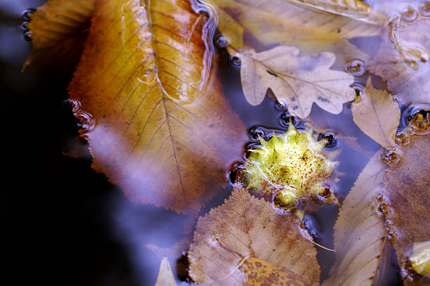 Horse-chestnut in the puddle stock photo