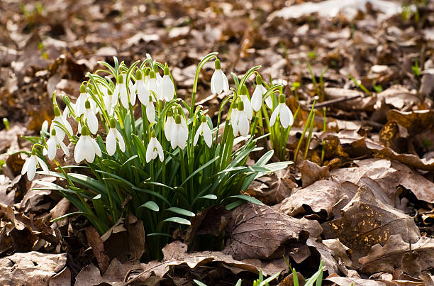 Snodrops stock photo