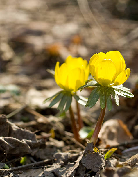 Yellow anemone stock photo