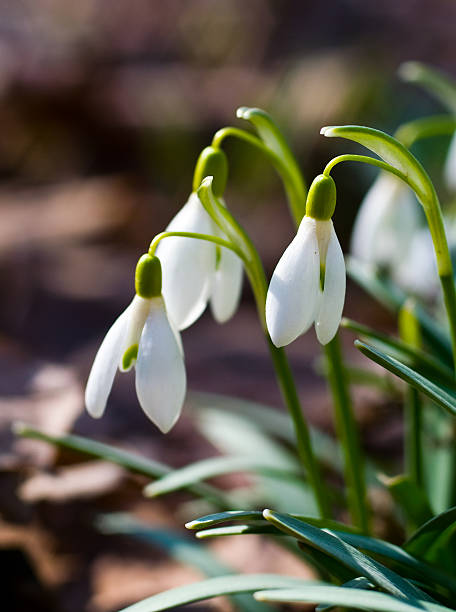 Snodrops stock photo