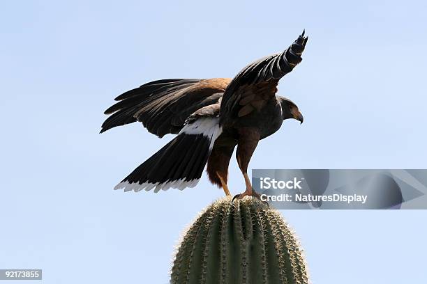 ハリスホーク - アメリカ合衆国のストックフォトや画像を多数ご用意 - アメリカ合衆国, アリゾナ州, カラー画像