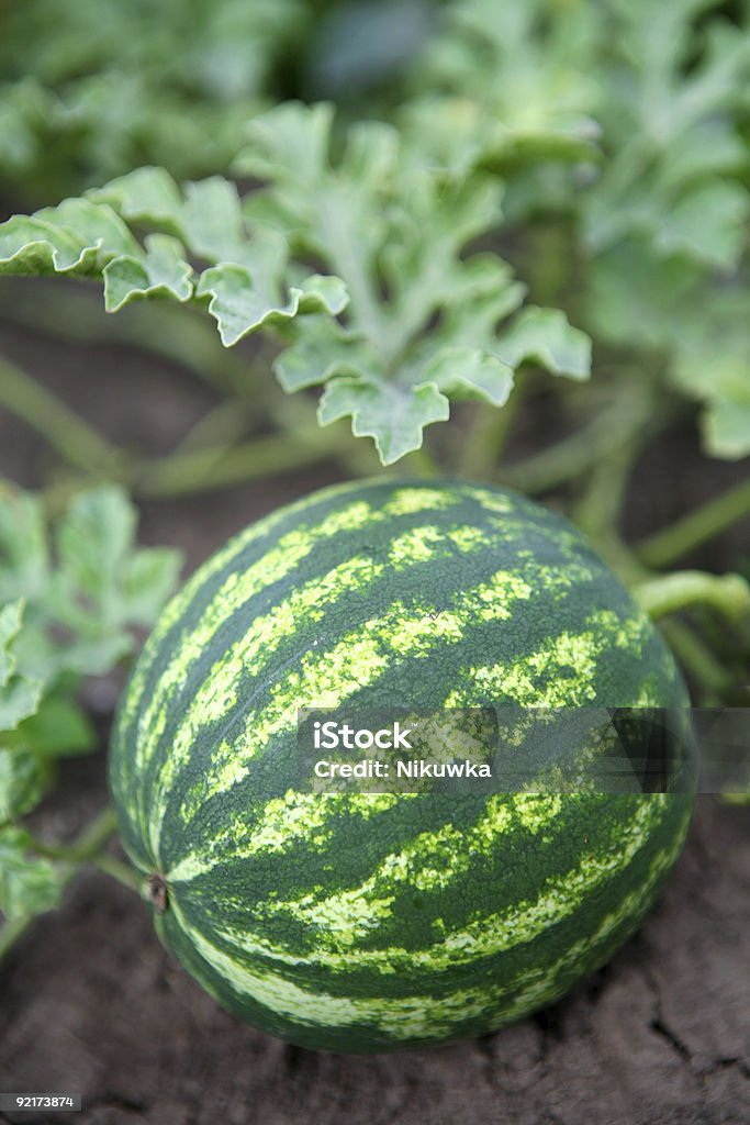 watermelon in the garden  Agriculture Stock Photo