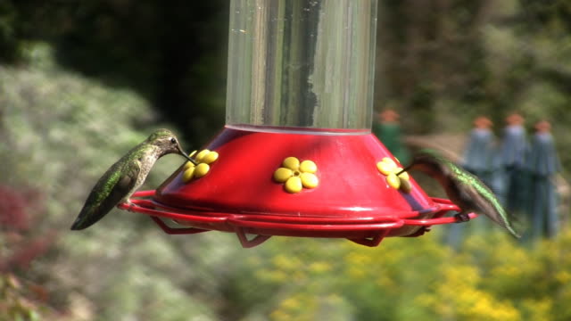 Humming Birds Feed (HD)