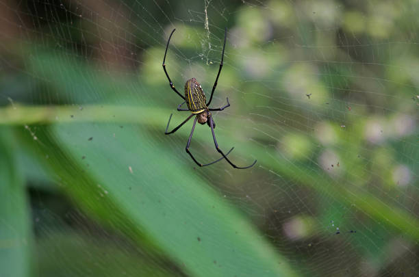 istock Gaint Long-jawed Orb-weaver in the net 921743004