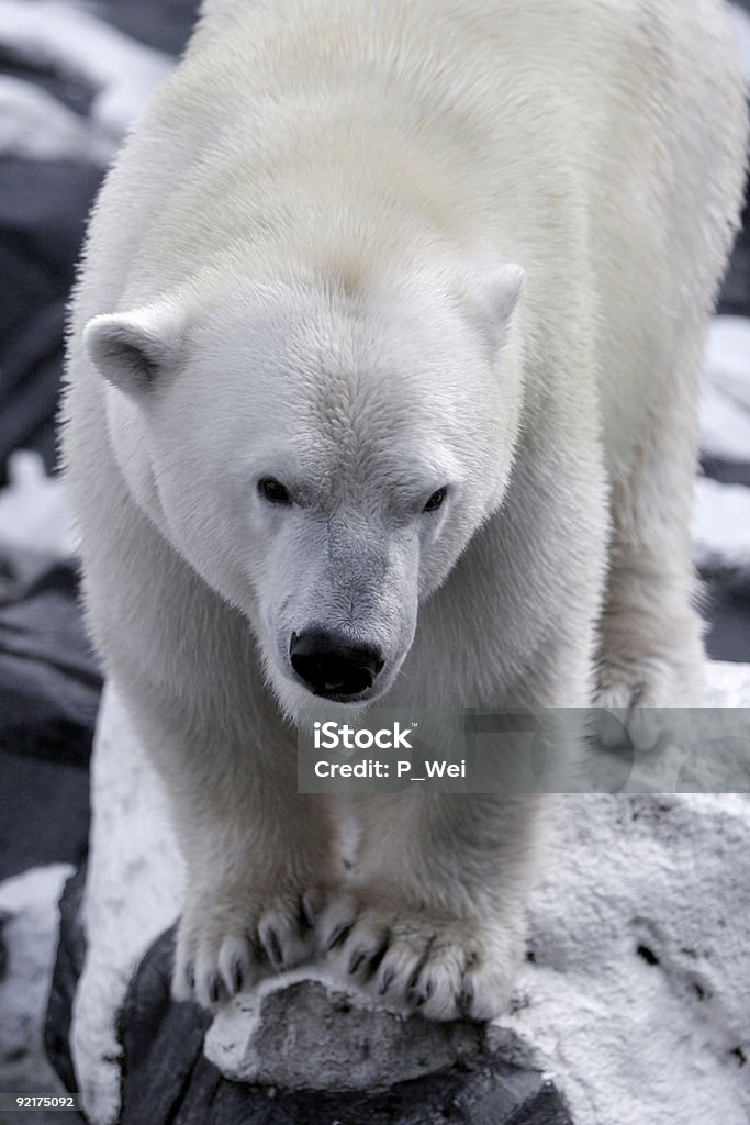 Polar Bear - Lizenzfrei Eisbär Stock-Foto