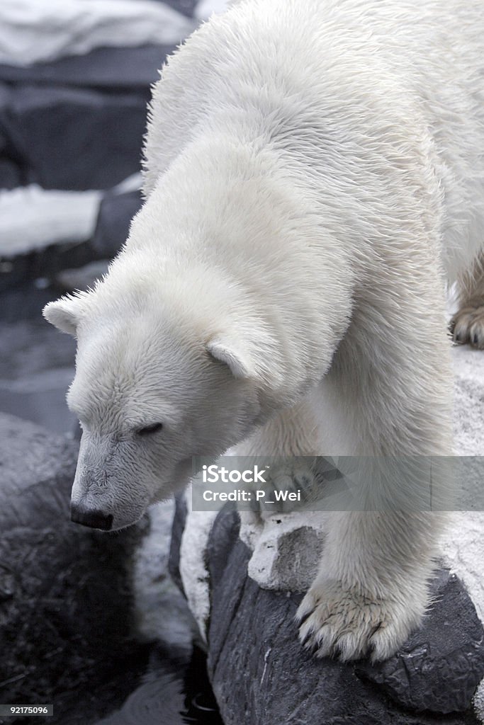 Polar Bear - Lizenzfrei Farbbild Stock-Foto