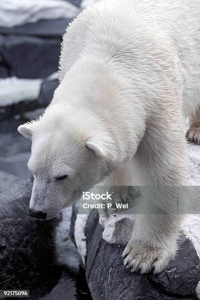 Polar Bear Stockfoto und mehr Bilder von Farbbild - Farbbild, Fotografie, Niemand