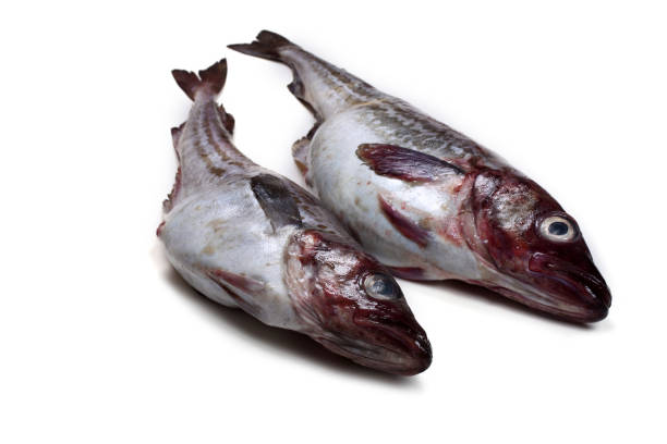 Big Pollock 130+ Alaska Pollock Photos Stock Photos, Pictures & Royalty-Free Images ...