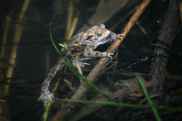 개구리 물 - frogger 뉴스 사진 이미지