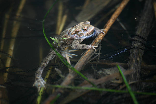 żaba w wodzie - frogger zdjęcia i obrazy z banku zdjęć