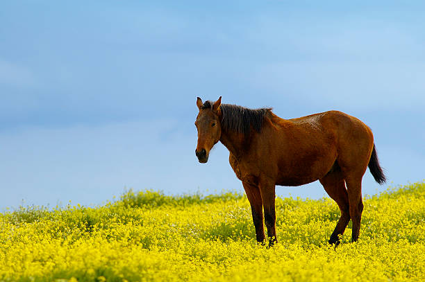 Cavallo tra i fiori - foto stock