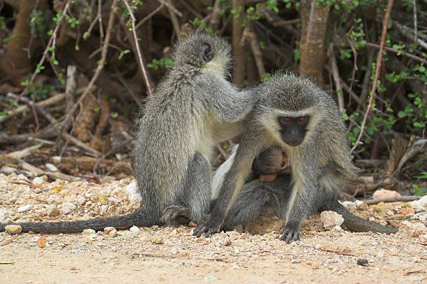 istock Vervet Monkey Family 92175277