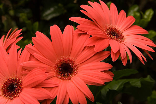 coral daisies gerber - perfection gerbera daisy single flower flower fotografías e imágenes de stock