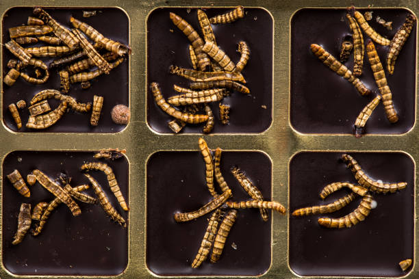 Chocolate with edible insects and worms, alternative food.