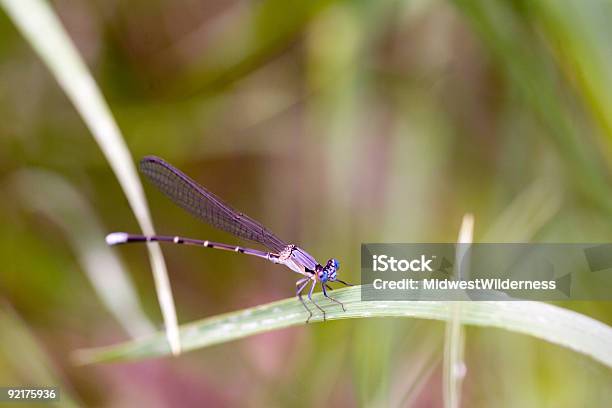 Dragonfly Stock Photo - Download Image Now - Animal Wildlife, Animal Wing, Blue
