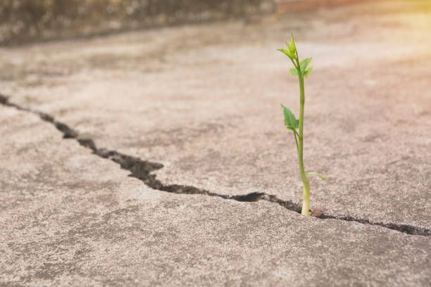 istock Green young plant growing on the ground. 921759720