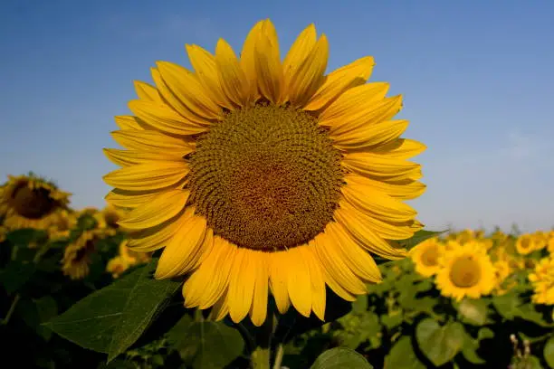 Photo of sunflower on field