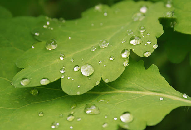 Raindrops on the leaves of nasturtium.