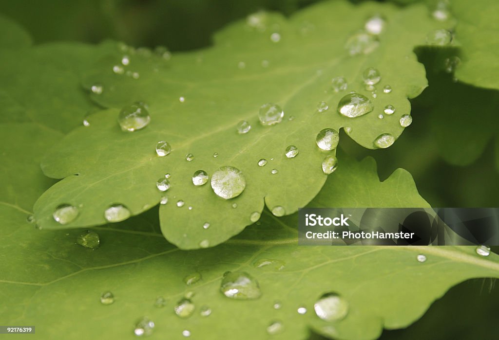 Роса падает на celandine листья крупный план - Стоковые фото Celandine роялти-фри