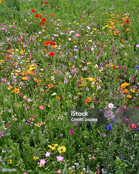 Teppich Mit Blumenmuster Stockfoto und mehr Bilder von Farbbild - Farbbild, Fotografie, Niemand