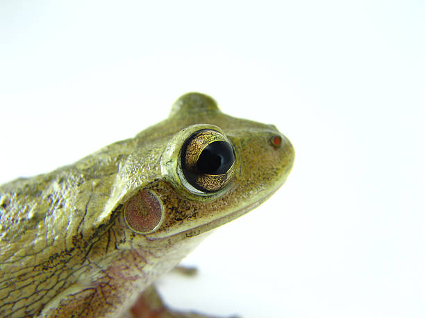 cuban tree frog (osteopilus septentrionalis) - frogger zdjęcia i obrazy z banku zdjęć