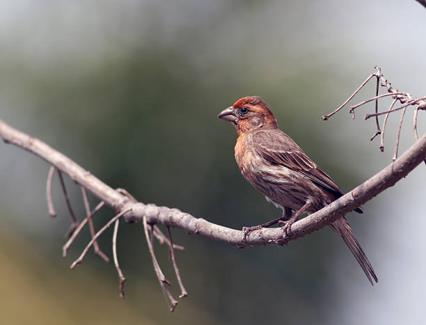 istock House Finch 92176854