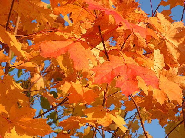 Maple leaves stock photo