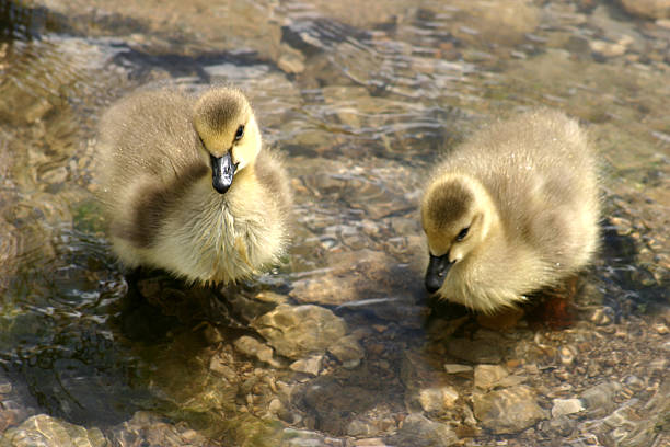 gosslings stock photo