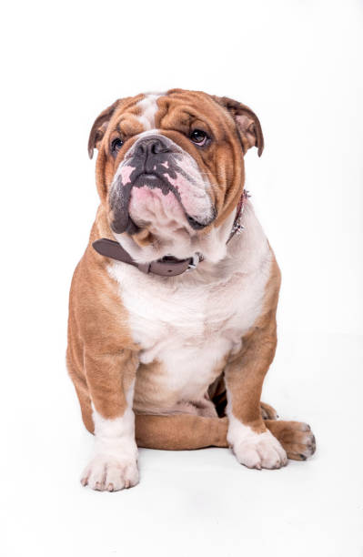 istock English bulldog portrait 921770450